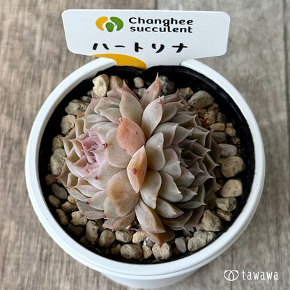 ハートリナ２（チャンヒー農園）【tawawaハウス苗】