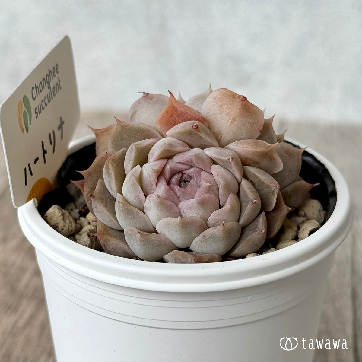 ハートリナ２（チャンヒー農園）【tawawaハウス苗】