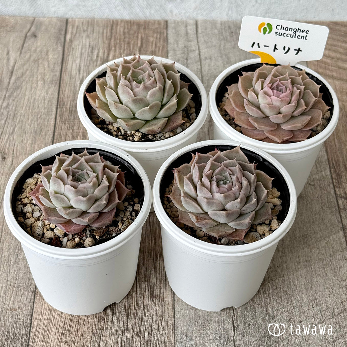 ハートリナ１（チャンヒー農園）【tawawaハウス苗】