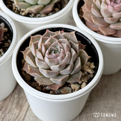 ハートリナ１（チャンヒー農園）【tawawaハウス苗】