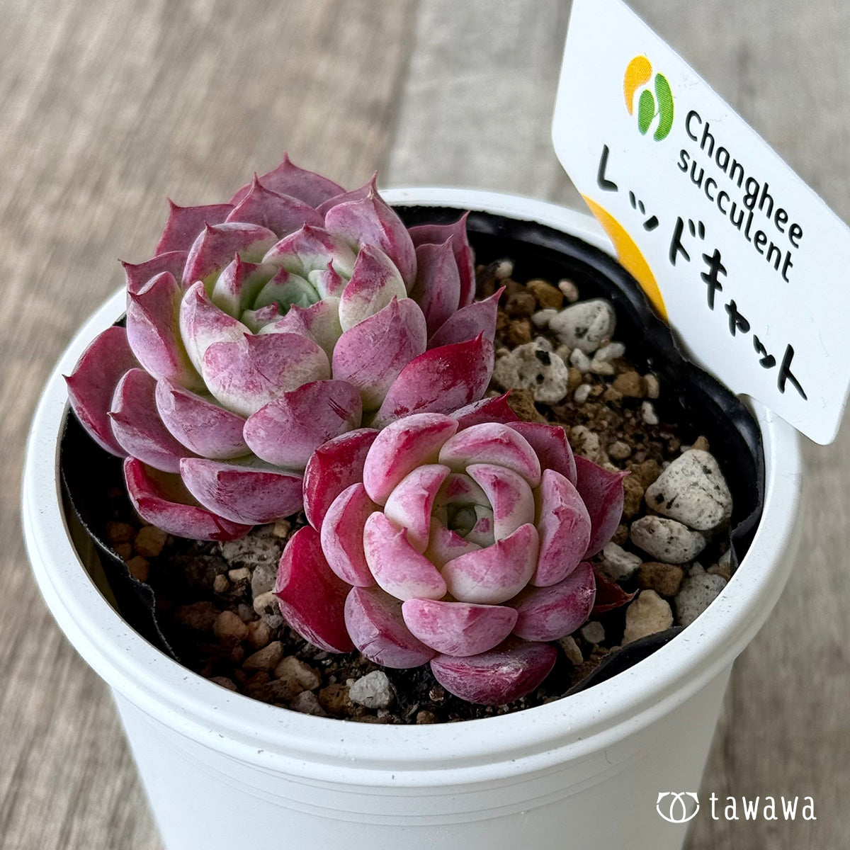 ＊新発売＊　レッドキャット１（チャンヒー農園）【tawawaハウス苗】