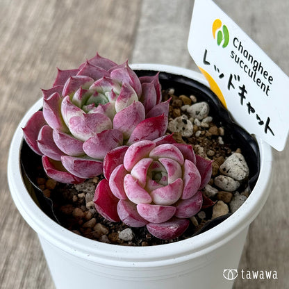 ＊新発売＊　レッドキャット１（チャンヒー農園）【tawawaハウス苗】