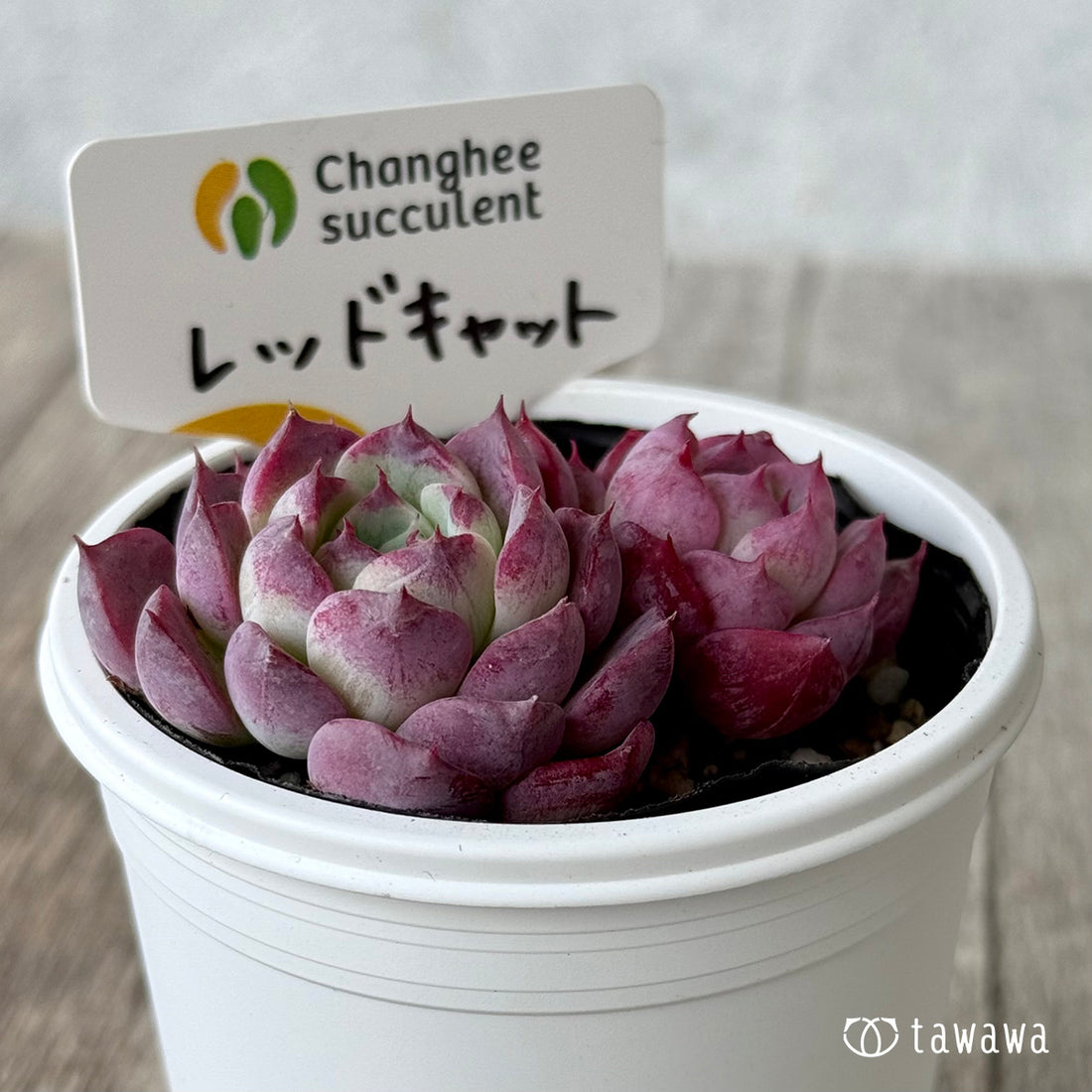 ＊新発売＊　レッドキャット１（チャンヒー農園）【tawawaハウス苗】