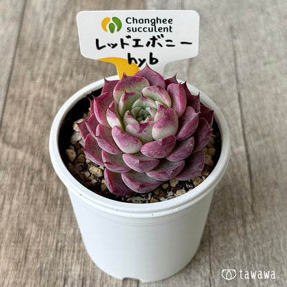 ＊新発売＊　レッドエボニーhyb（チャンヒー農園）【tawawaハウス苗】