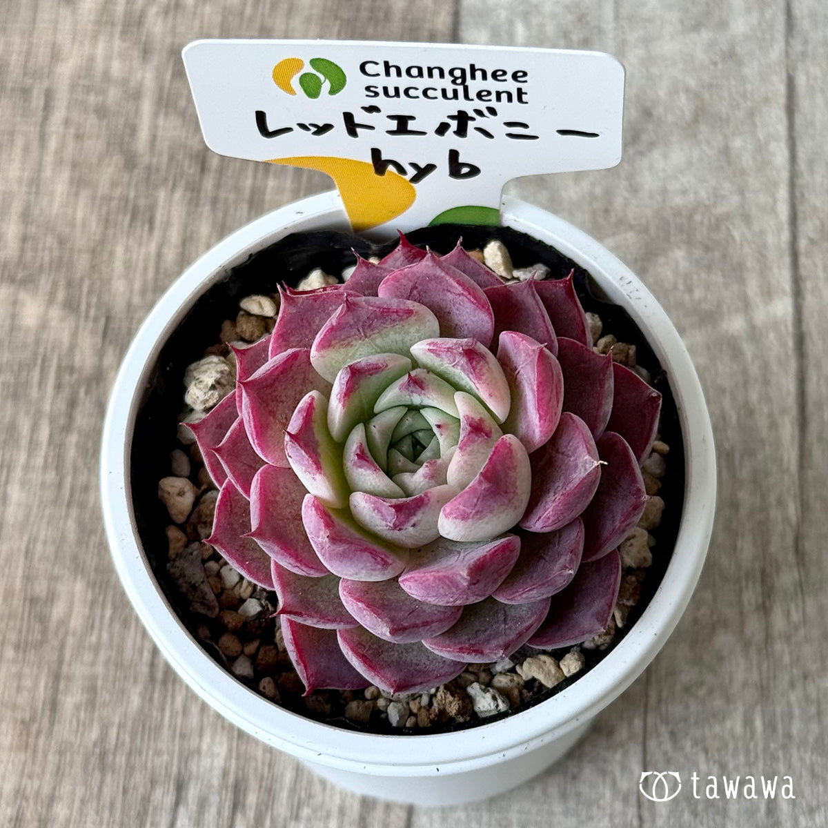 ＊新発売＊　レッドエボニーhyb（チャンヒー農園）【tawawaハウス苗】