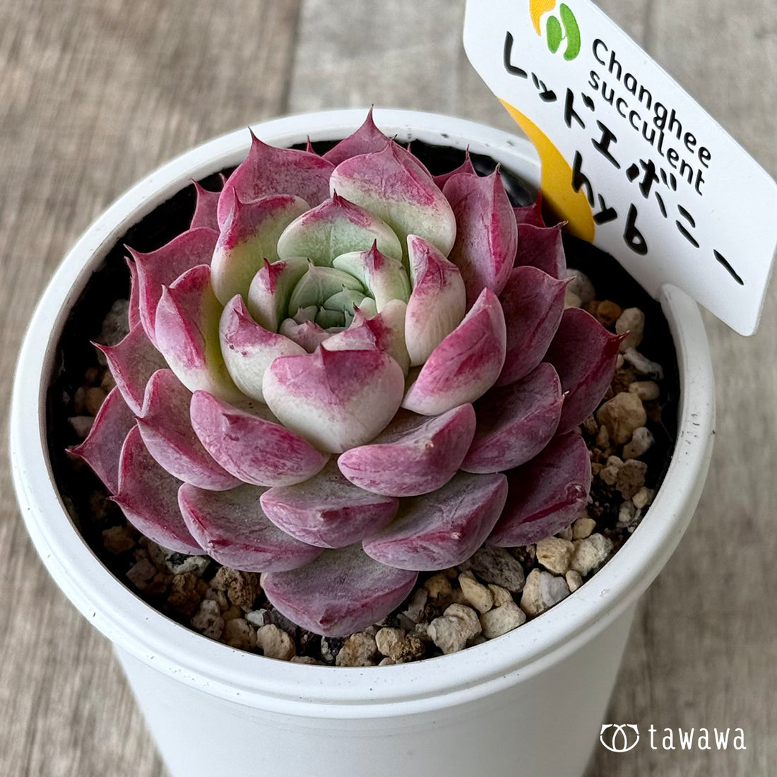 ＊新発売＊　レッドエボニーhyb（チャンヒー農園）【tawawaハウス苗】