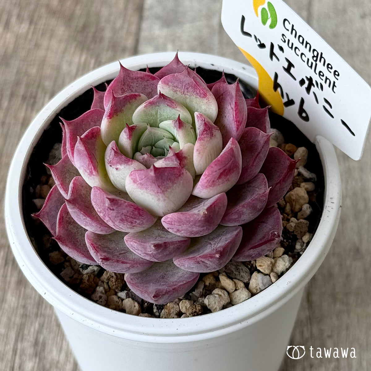 ＊新発売＊　レッドエボニーhyb（チャンヒー農園）【tawawaハウス苗】