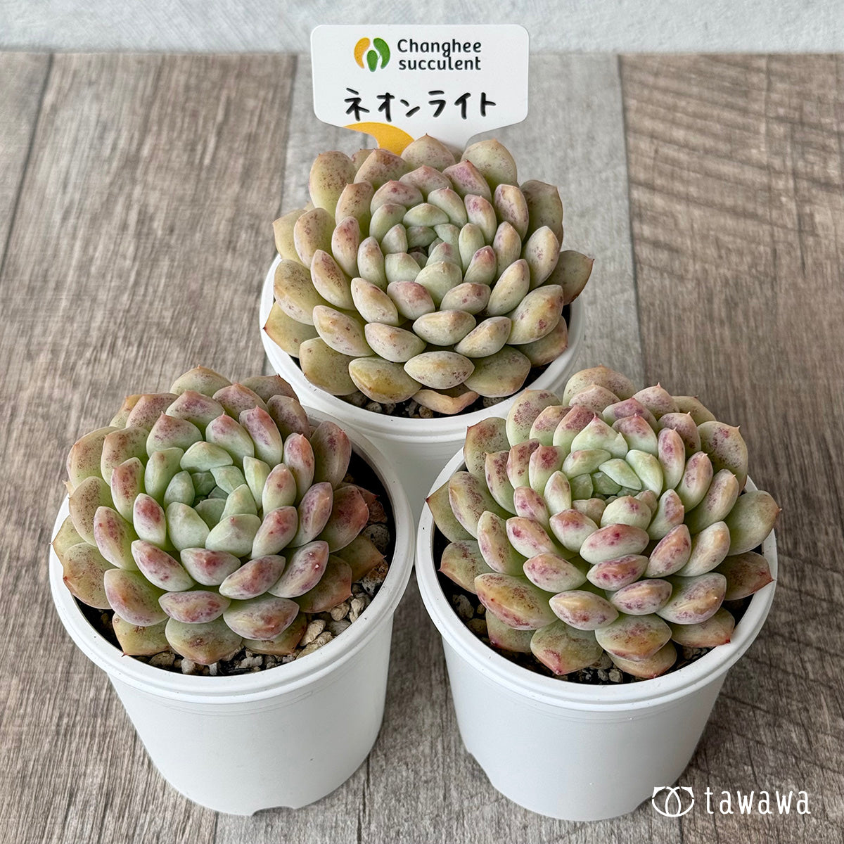ネオンライト（チャンヒー農園）【tawawaハウス苗】