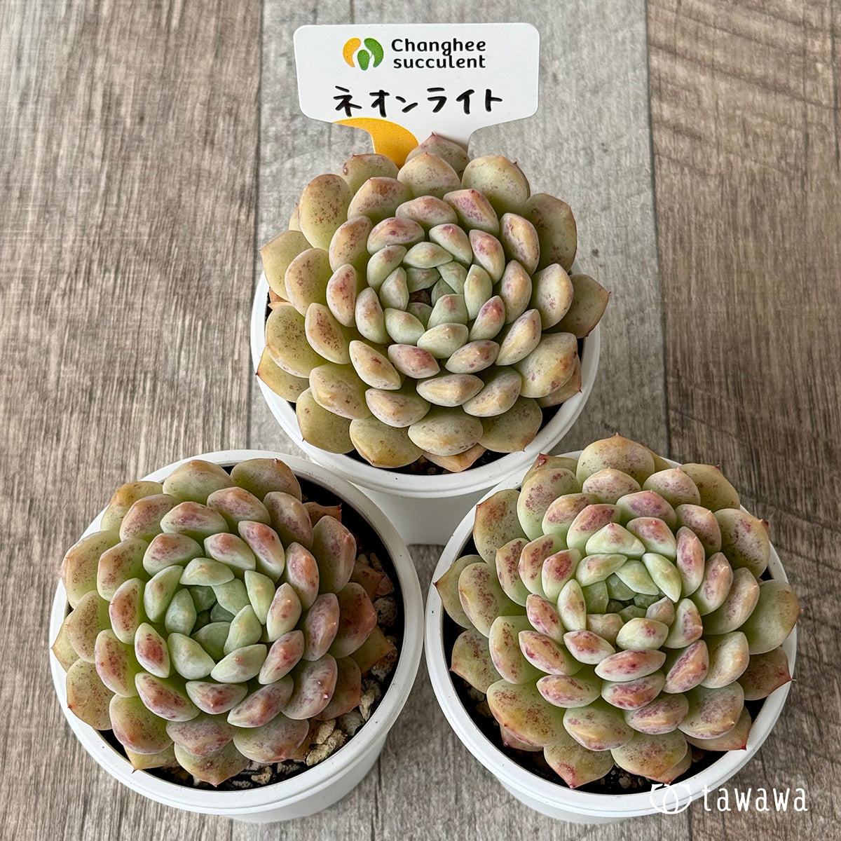 ネオンライト（チャンヒー農園）【tawawaハウス苗】 – 多肉植物の通販