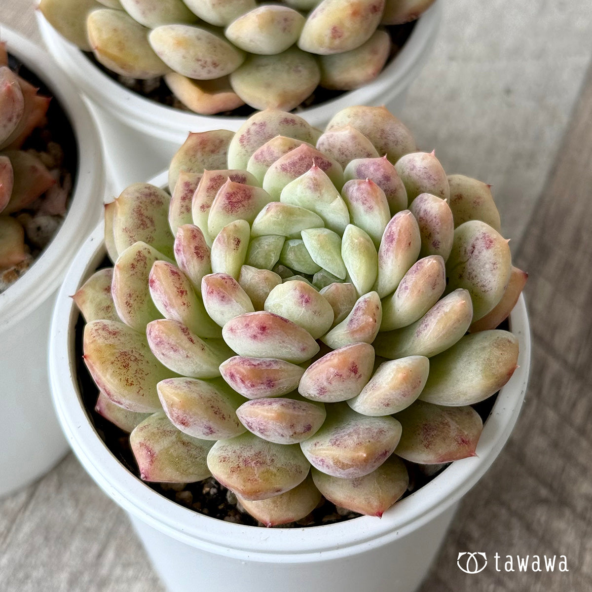 ネオンライト（チャンヒー農園）【tawawaハウス苗】 – 多肉植物の通販