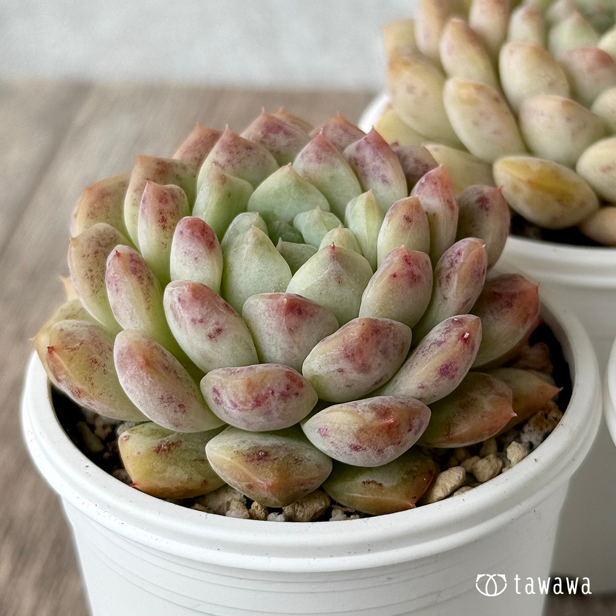 ネオンライト（チャンヒー農園）【tawawaハウス苗】