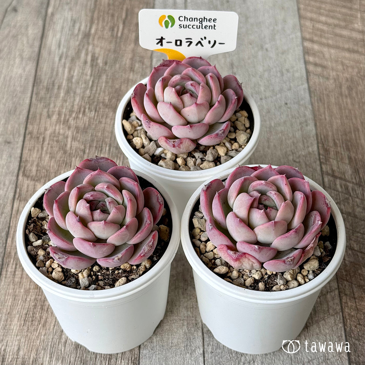 オーロラベリー１（チャンヒー農園）【tawawaハウス苗】