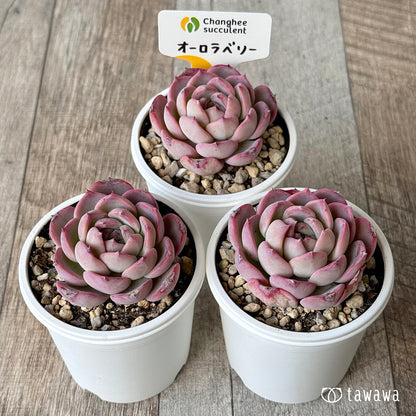 オーロラベリー１（チャンヒー農園）【tawawaハウス苗】