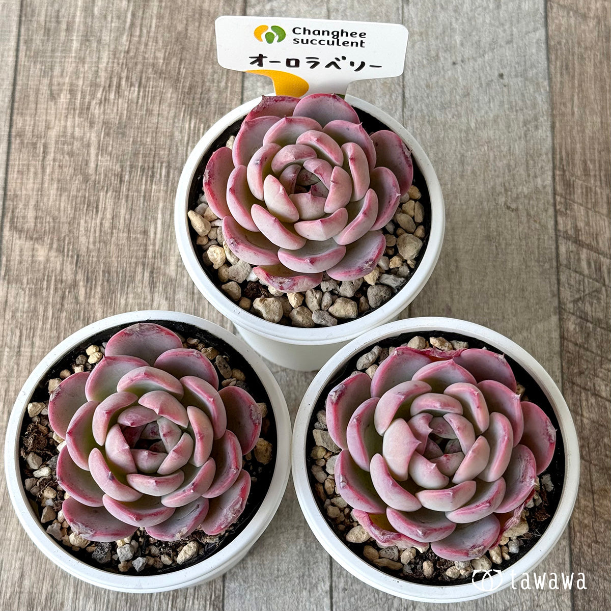 オーロラベリー１（チャンヒー農園）【tawawaハウス苗】