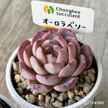 オーロラベリー１（チャンヒー農園）【tawawaハウス苗】