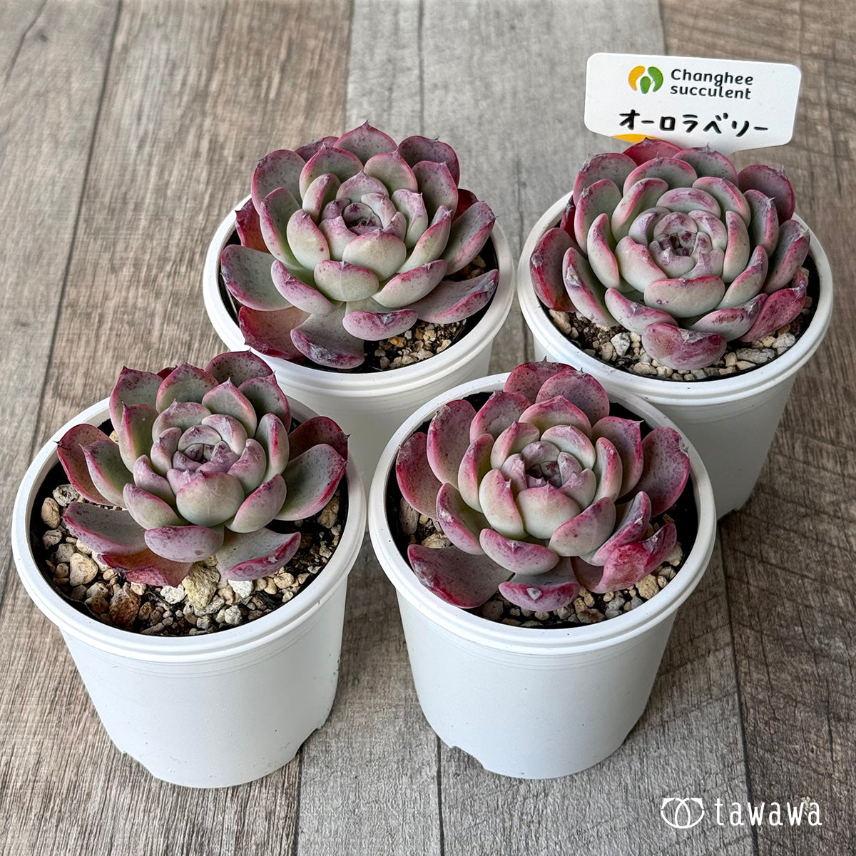 オーロラベリー２（チャンヒー農園）【tawawaハウス苗】