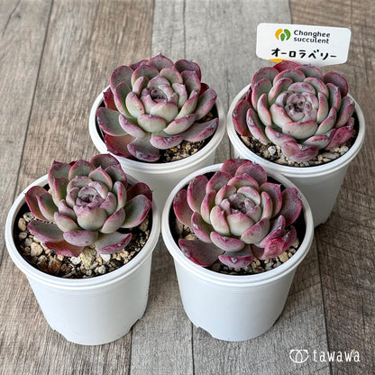 オーロラベリー２（チャンヒー農園）【tawawaハウス苗】