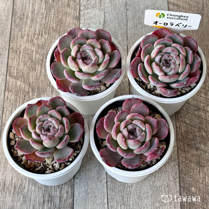 オーロラベリー２（チャンヒー農園）【tawawaハウス苗】