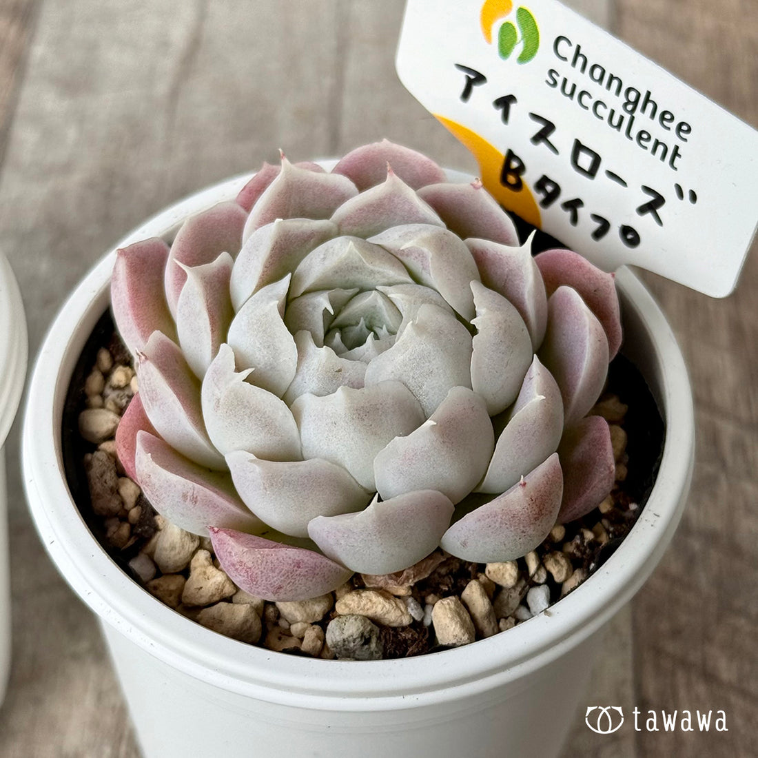 アイスローズ【Bタイプ】２（チャンヒー農園）【tawawaハウス苗】