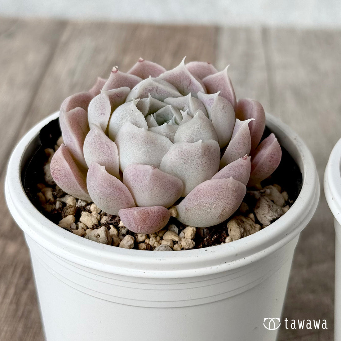 アイスローズ【Bタイプ】２（チャンヒー農園）【tawawaハウス苗】