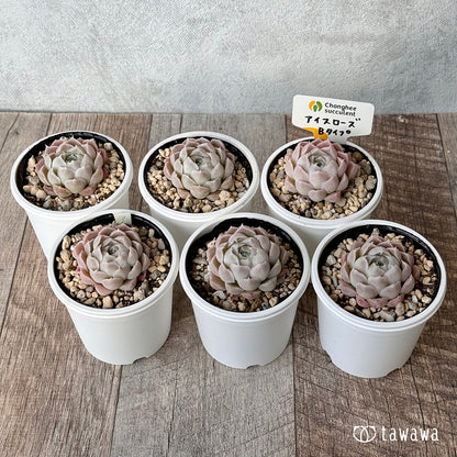 ＊新発売＊　アイスローズ【Bタイプ】１（チャンヒー農園）【tawawaハウス苗】