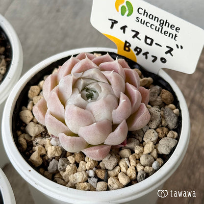 ＊新発売＊　アイスローズ【Bタイプ】１（チャンヒー農園）【tawawaハウス苗】