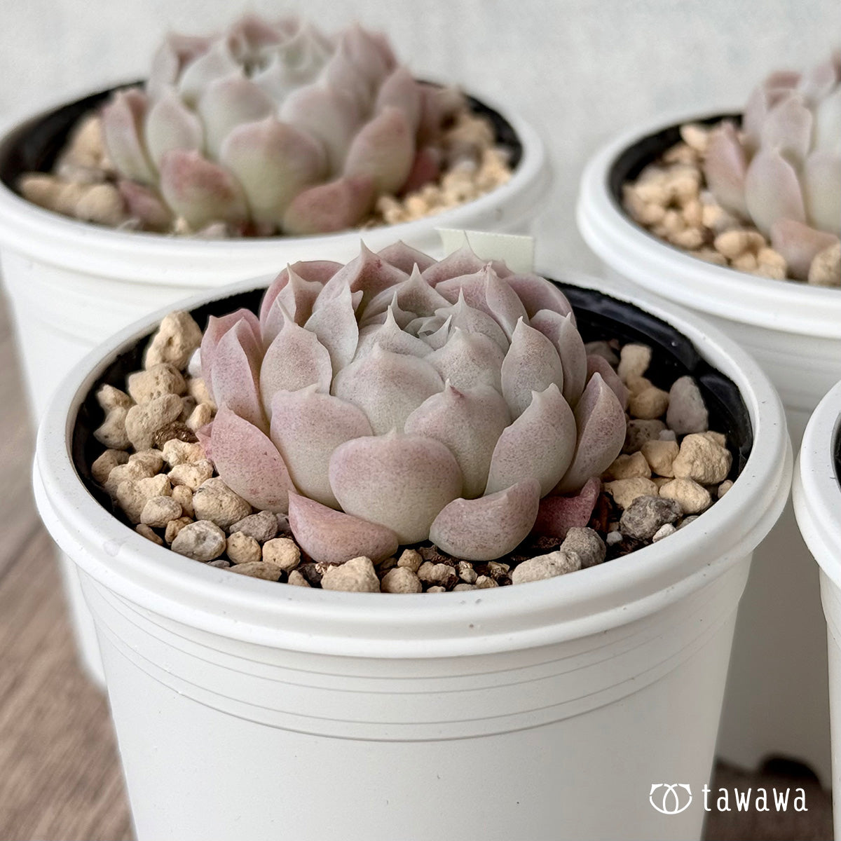 ＊新発売＊　アイスローズ【Bタイプ】１（チャンヒー農園）【tawawaハウス苗】