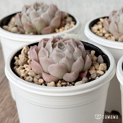 ＊新発売＊　アイスローズ【Bタイプ】１（チャンヒー農園）【tawawaハウス苗】