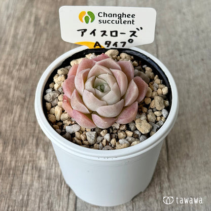 ＊新発売＊　アイスローズ【Aタイプ】（チャンヒー農園）【tawawaハウス苗】