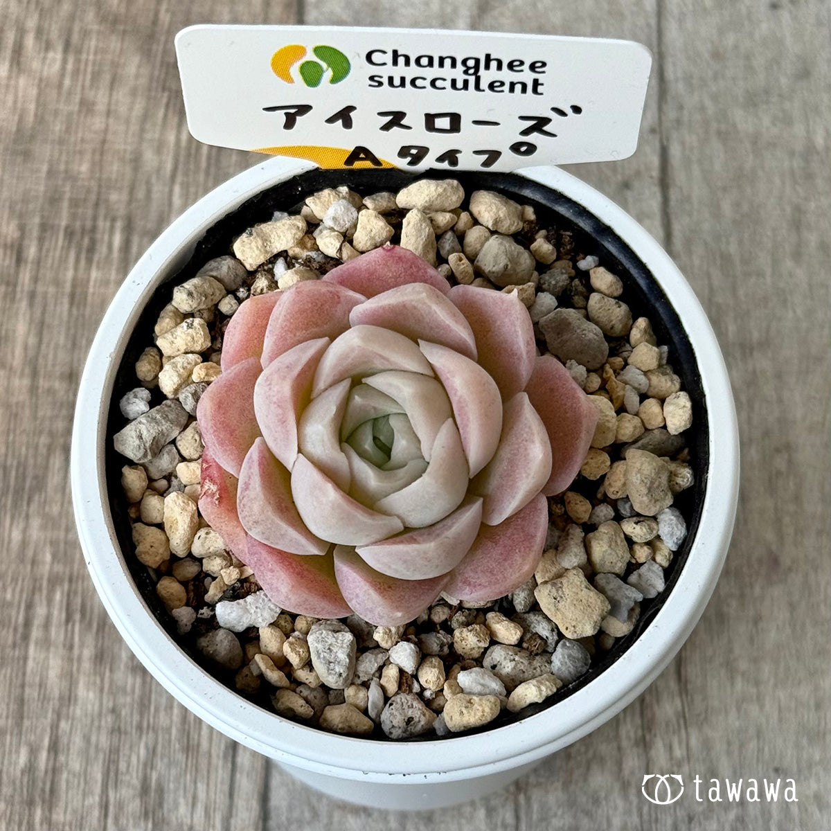 ＊新発売＊　アイスローズ【Aタイプ】（チャンヒー農園）【tawawaハウス苗】