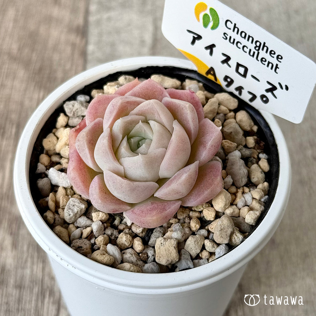 *新発売* アイスローズ【Aタイプ】(チャンヒー農園)【tawawaハウス苗】