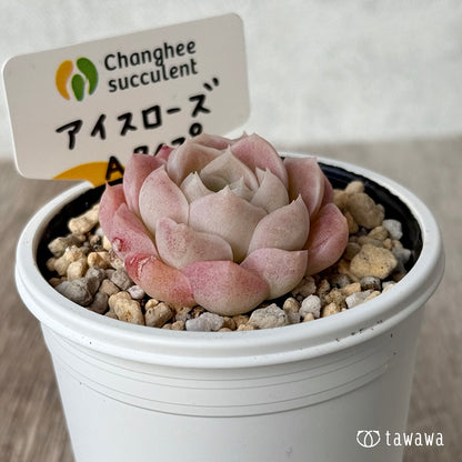 ＊新発売＊　アイスローズ【Aタイプ】（チャンヒー農園）【tawawaハウス苗】