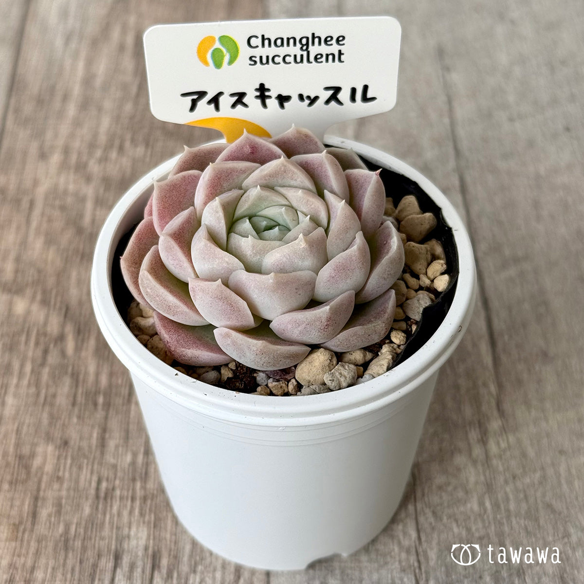 ＊新発売＊　アイスキャッスル（チャンヒー農園）【tawawaハウス苗】