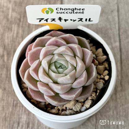 ＊新発売＊　アイスキャッスル（チャンヒー農園）【tawawaハウス苗】