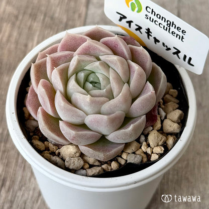 ＊新発売＊　アイスキャッスル（チャンヒー農園）【tawawaハウス苗】