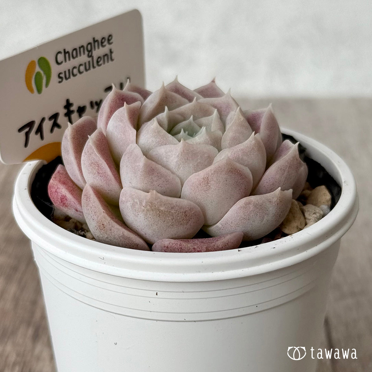 ＊新発売＊　アイスキャッスル（チャンヒー農園）【tawawaハウス苗】