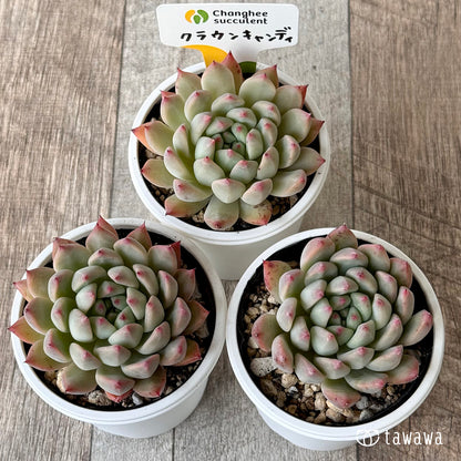 クラウンキャンディ（チャンヒー農園）【tawawaハウス苗】