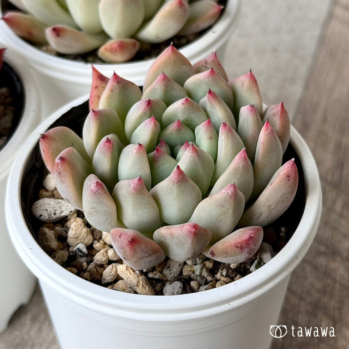 クラウンキャンディ（チャンヒー農園）【tawawaハウス苗】