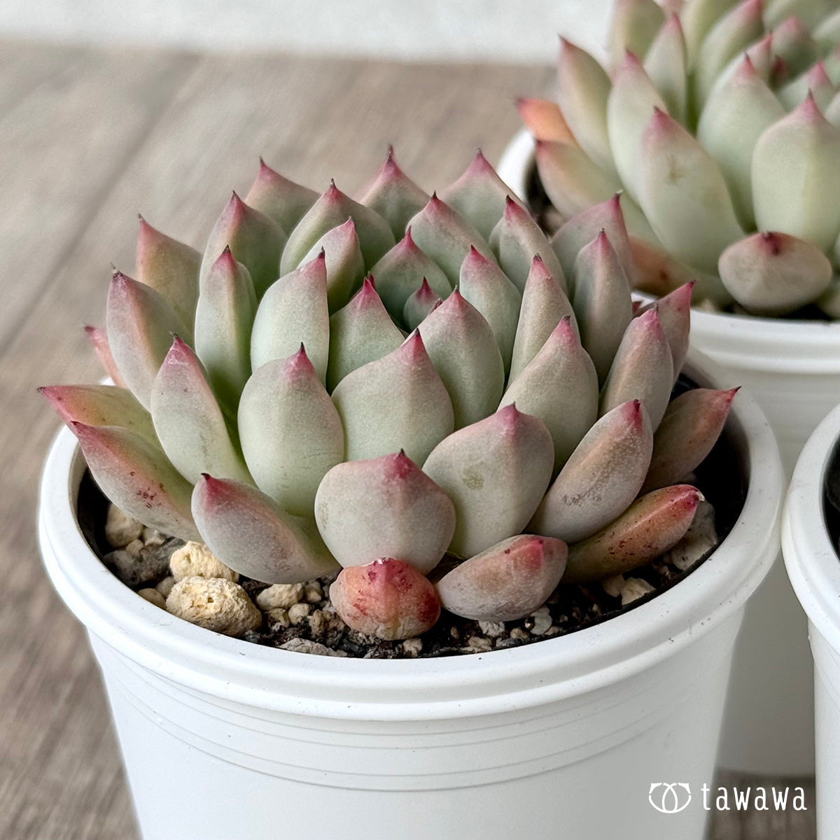 クラウンキャンディ（チャンヒー農園）【tawawaハウス苗】