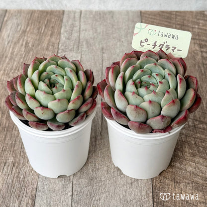 ピーチグラマー（エアーマジック農園）【tawawaハウス苗】