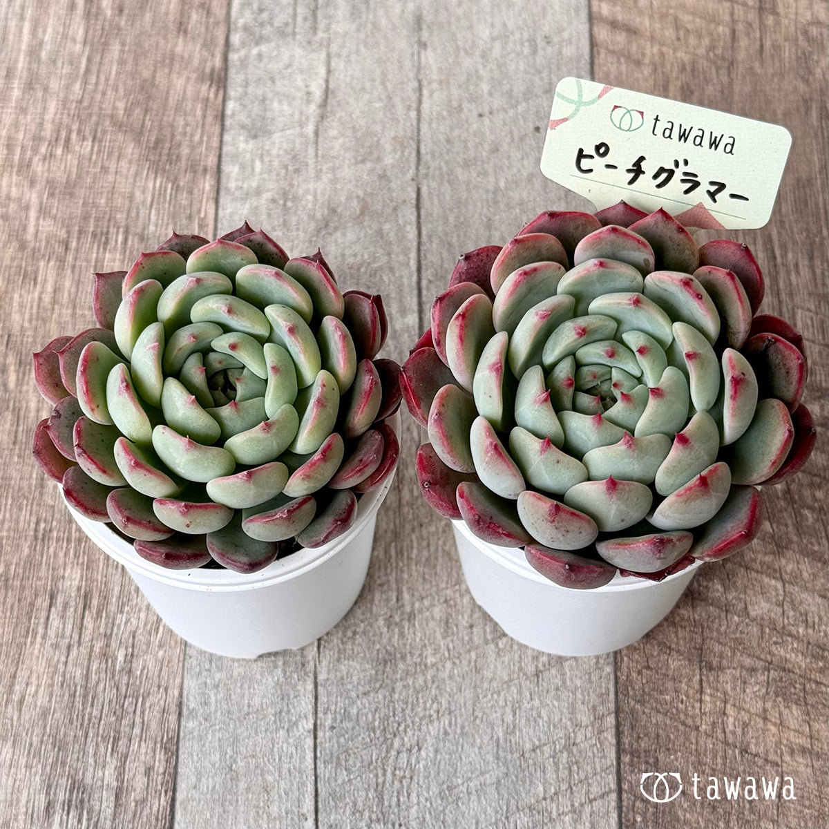 Peach Glamor (Air Magic Farm) [Tawawa House Seedlings]