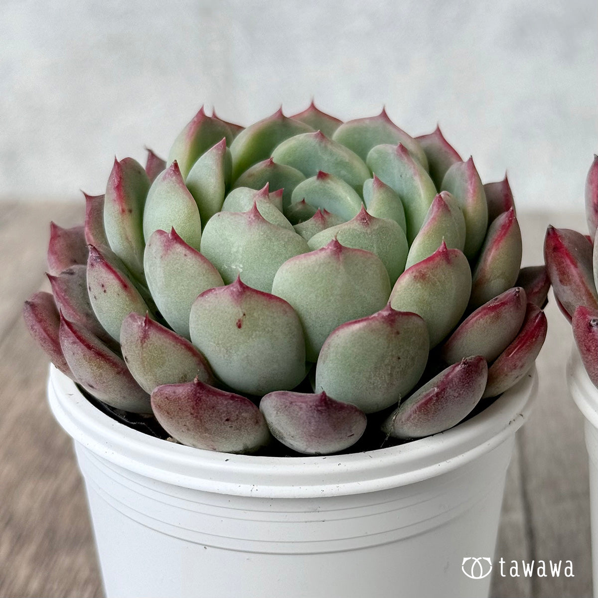 ピーチグラマー（エアーマジック農園）【tawawaハウス苗】