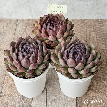 ゼムストーン【7.5cmポット/tawawaハウス苗】