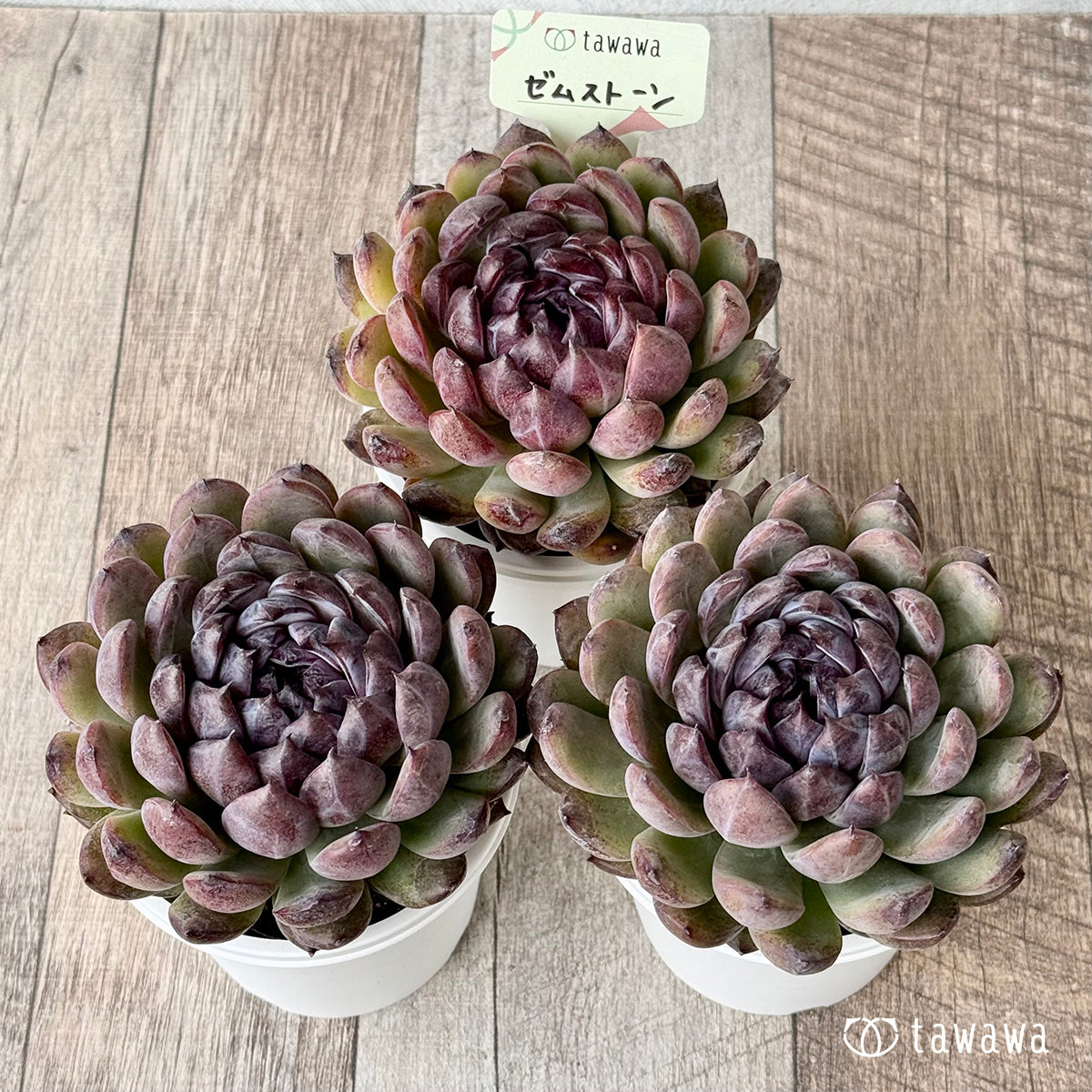 ゼムストーン【7.5cmポット/tawawaハウス苗】