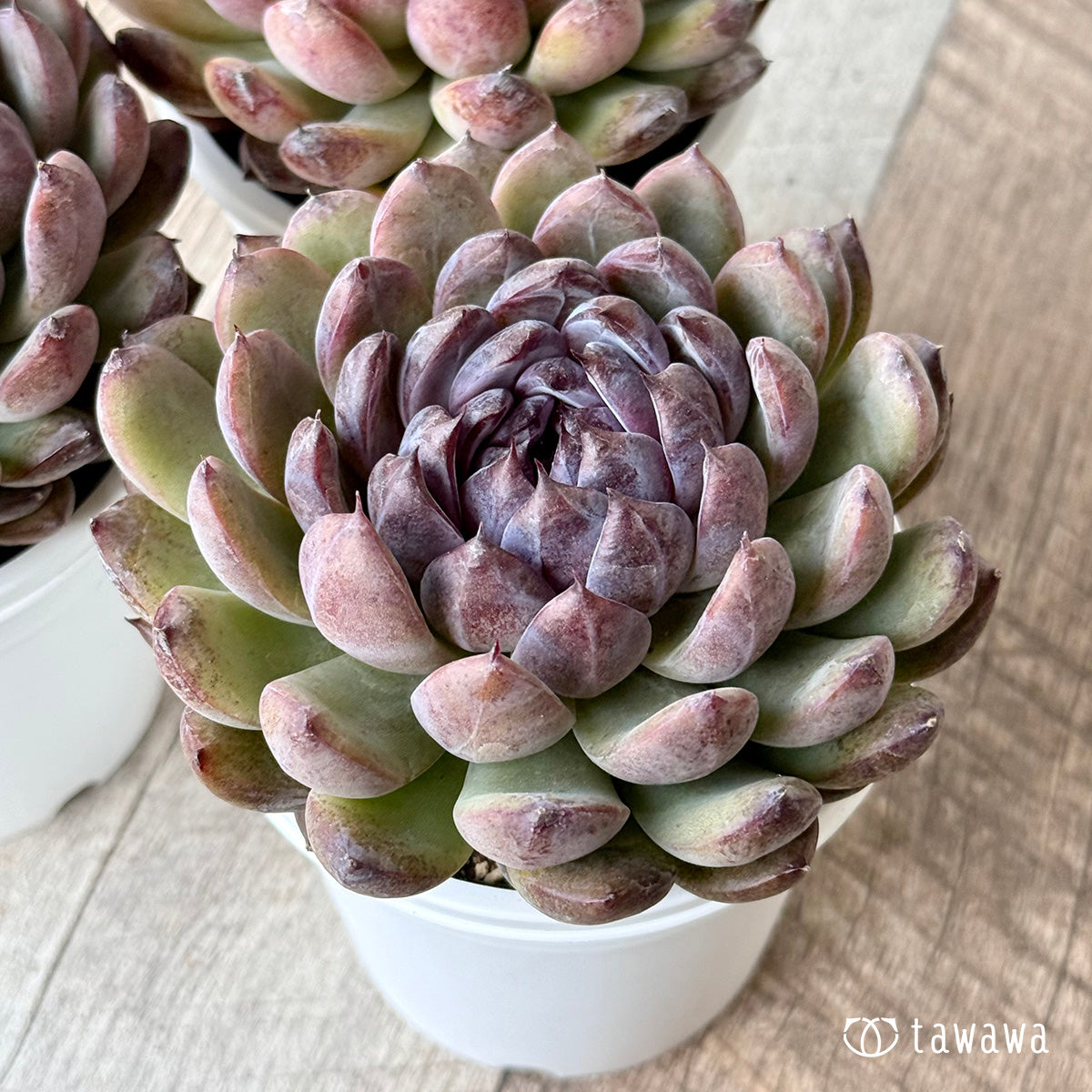 ゼムストーン【7.5cmポット/tawawaハウス苗】