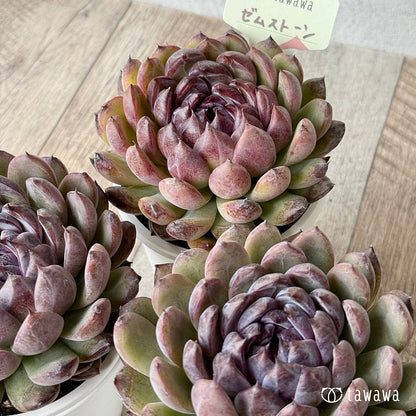 ゼムストーン【7.5cmポット/tawawaハウス苗】