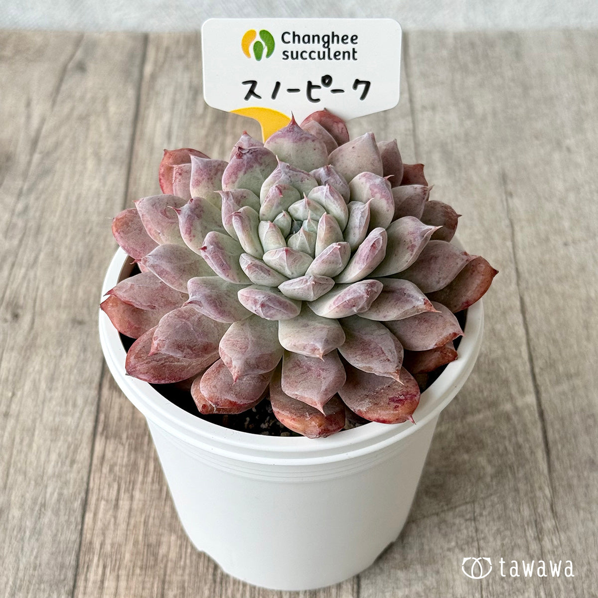 スノーピーク１（チャンヒー農園）【7.5cmポット/tawawaハウス苗】