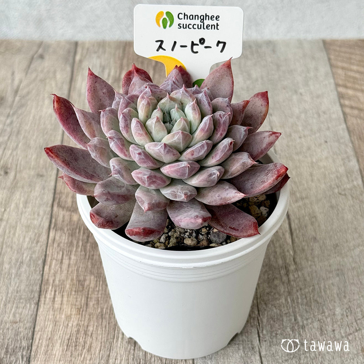 New Arrivals: Ice Green