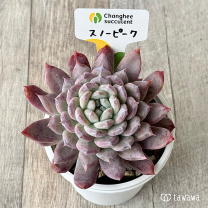 New Arrivals: Ice Green