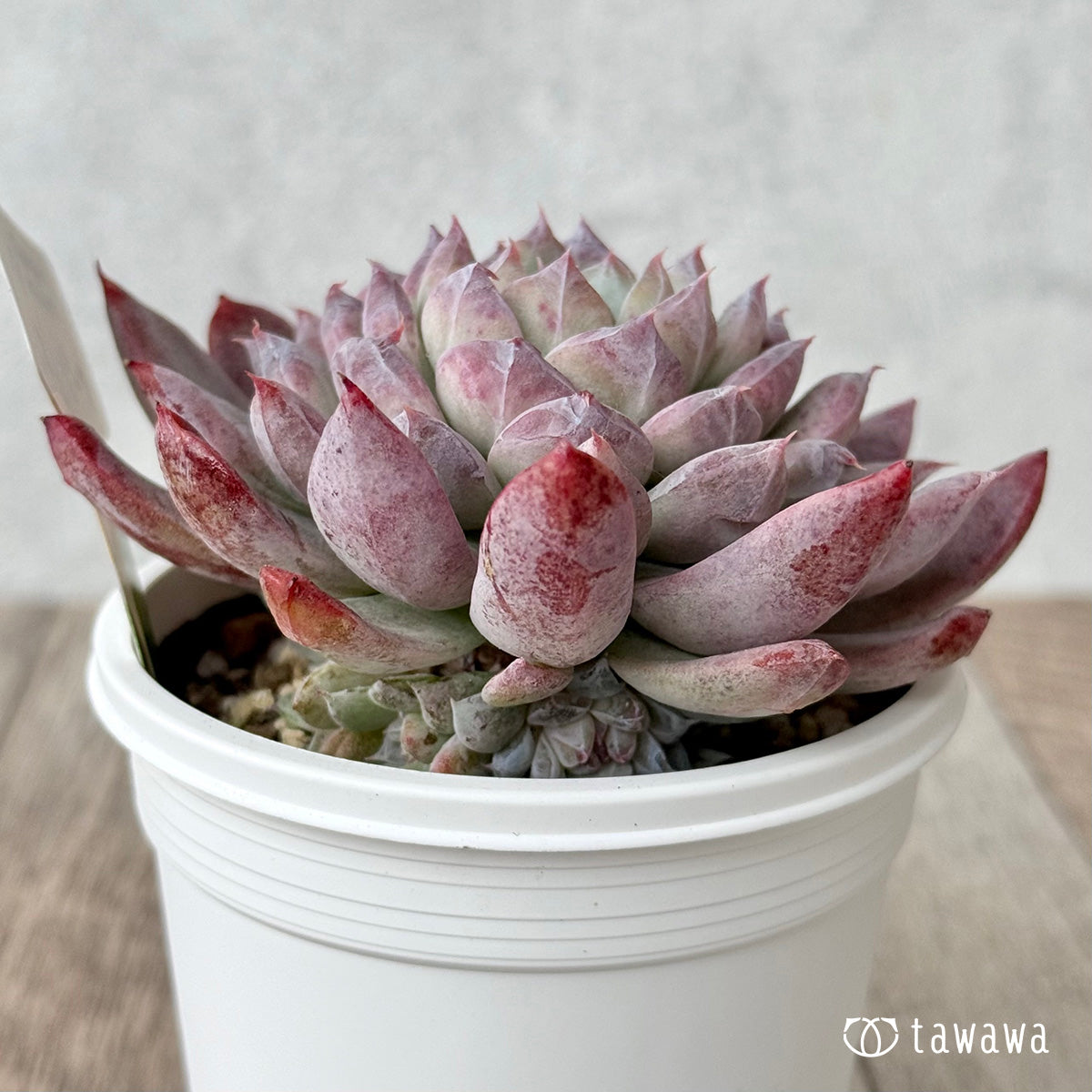 New Arrivals: Ice Green